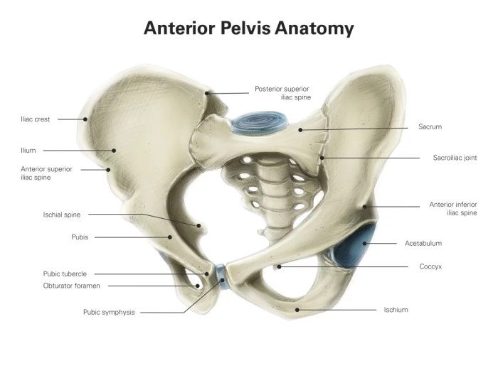 Part of the pelvis crossword