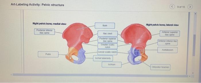 Part of the pelvis crossword