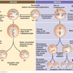 Meiosis mitosis chart comparison worksheet comparing key