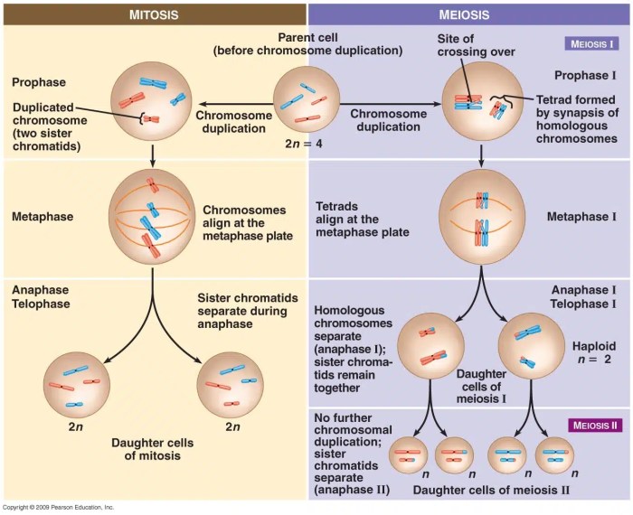 Meiosis mitosis chart comparison worksheet comparing key