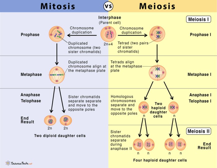 Meiosis and mitosis comparison chart