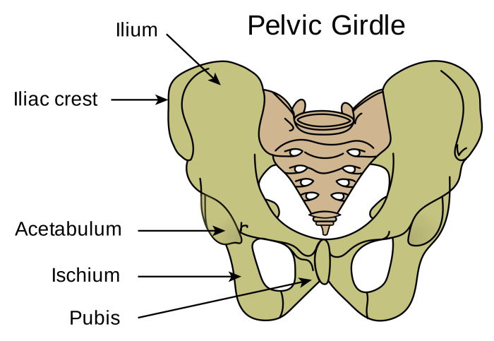 Part of the pelvis crossword