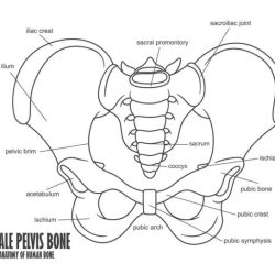 Pelvis quiz anatomy human pptx kb