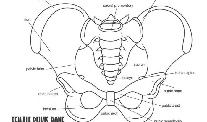 Pelvis quiz anatomy human pptx kb