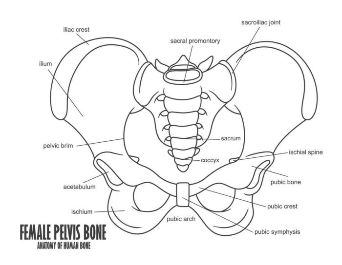 Pelvis quiz anatomy human pptx kb