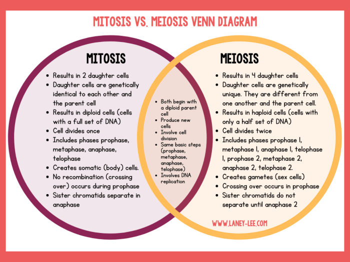 Meiosis mitosis chart