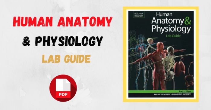 Anatomy and physiology lab practical 1 pdf