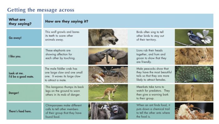 How animals use sound to communicate worksheet answer key