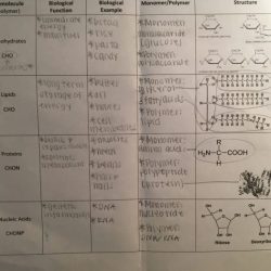 Amoeba sisters biomolecules worksheet answer key