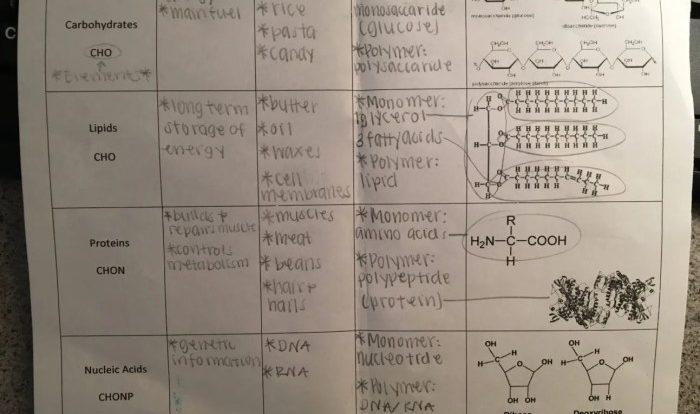 Amoeba sisters biomolecules worksheet answer key