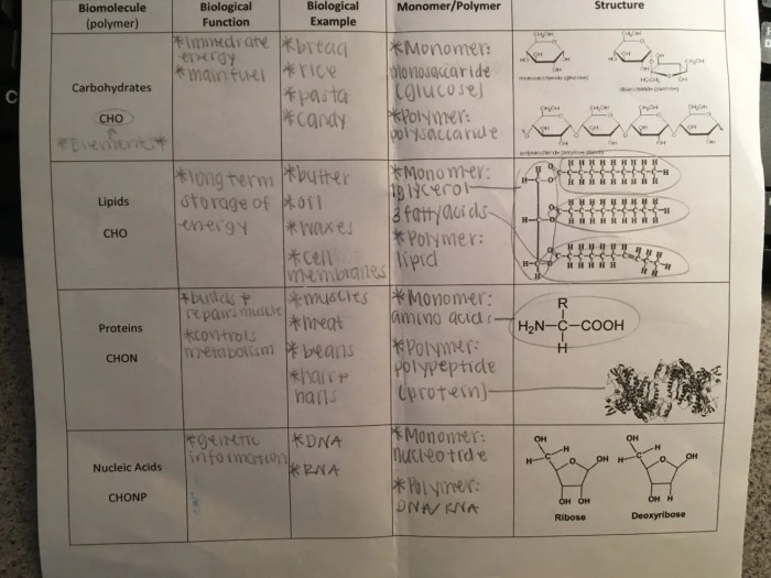 Amoeba sisters biomolecules worksheet answer key