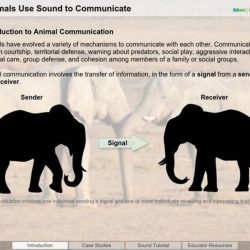 How animals use sound to communicate worksheet answer key