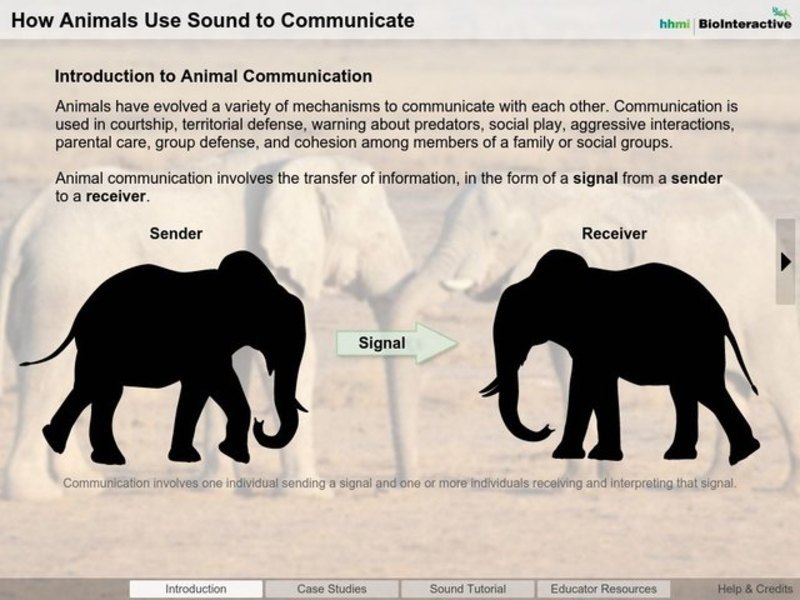 How animals use sound to communicate worksheet answer key